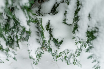 White snow on christmas evergreen trees. Green spruce closeup. Fresh snow on branches.