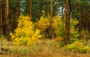 Fototapeta premium Forest path. The trees are painted in bright autumn colors. Beauty of nature. Hiking. Walk outdoors.