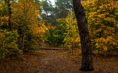 Fototapeta premium Fallen trees in the forest. Beauty of nature. Autumn. Hiking. Take a walk in the fresh air.