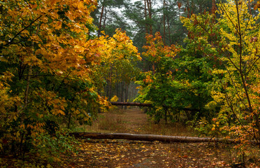 Fallen trees in the forest. Beauty of nature. Autumn. Hiking. Take a walk in the fresh air.