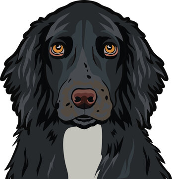 Field Spaniel dog face isolated on a white background, EPS, Vector, Illustration - This versatile design is ideal for prints, t-shirt, mug, poster, and many other tasks.