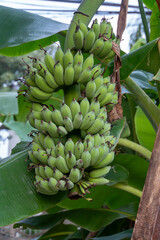 bunch of green bananas hanging from a tree.