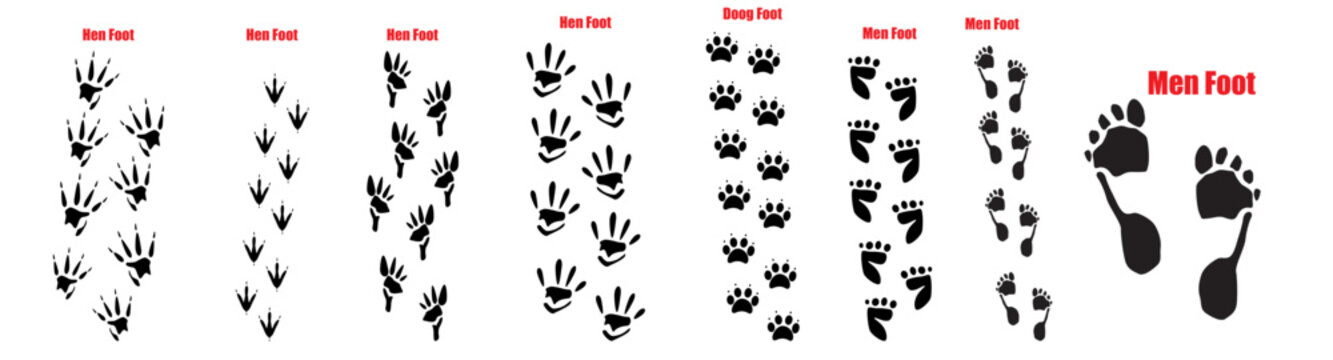 Animals human  footprints. Prints animal bird paw, wildlife foot icon, domestic pets footstep silhouette, print hoofed feet, black amphibia feet track vector set. Cat, turkey, chicken and horse trail