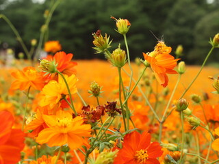 landscape with flowers and sky grass foliage bike people  in the park Japan Ibaraki Cochia