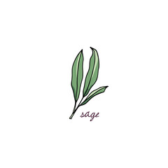 Vector card with hand drawn graceful sage twig. Beautiful culinary illustration, ink drawing.