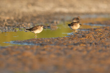 Wood sandpipers, Tringa glareola having a rest during autumn migration