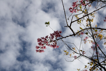 The sky is covered with dark clouds but cannot hide the beauty of spring flowers.