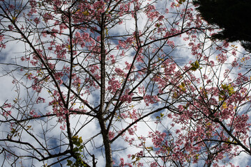 The sky is covered with dark clouds but cannot hide the beauty of spring flowers.