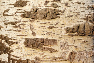 Tree bark with areas of irregular texture in horizontal format. Image made in macro photography.