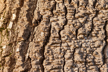 Hard relief of a tree bark with vertical channels and veins. Image made with macro photography.