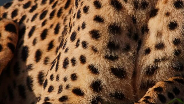 Close up of a cheetah's (Acinonyx jubatus) pattern before it licks itself at sunrise in Africa.