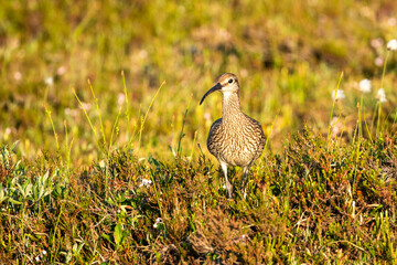 Numenius phaeopus, common whimbrel standing in the grass on  sunny summer night in Northern Finland