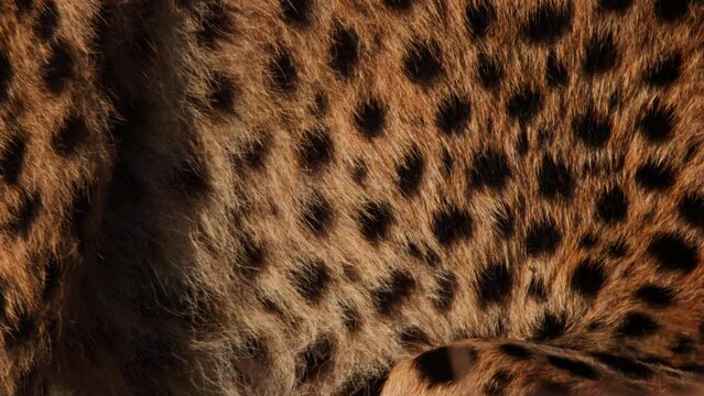 Close up tilt shot of a cheetah's (Acinonyx jubatus) fur pattern at sunrise in Africa.
