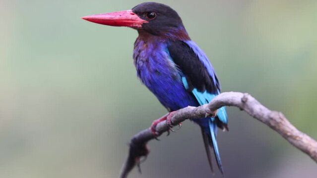Javan kingfisher (Halcyon cyanoventris), sometimes called the blue-bellied kingfisher, is endemic to the Indonesian islands of Java and Bali island.