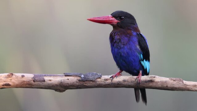Javan kingfisher (Halcyon cyanoventris), sometimes called the blue-bellied kingfisher, is endemic to the Indonesian islands of Java and Bali island.