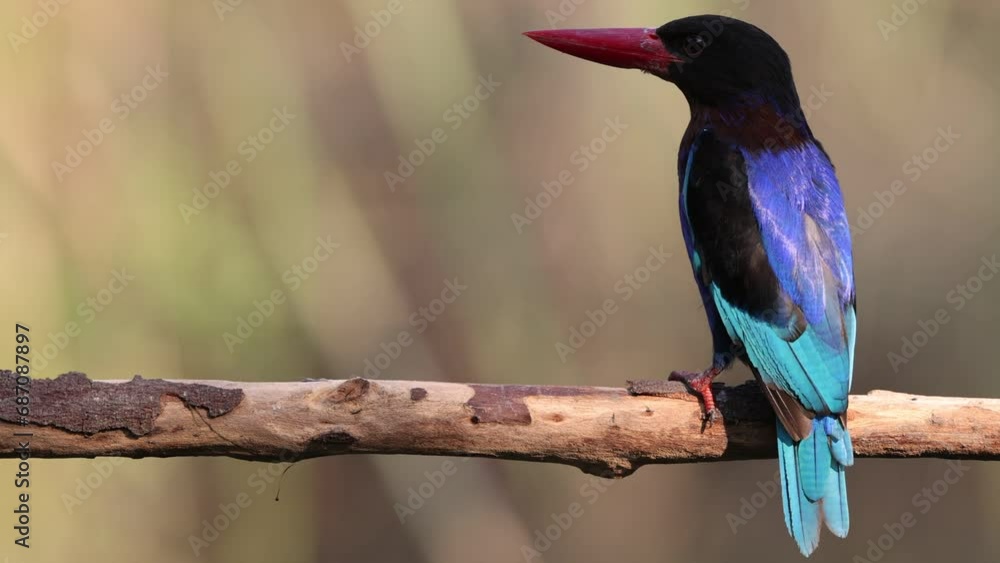 Wall mural Javan kingfisher (Halcyon cyanoventris), sometimes called the blue-bellied kingfisher, is endemic to the Indonesian islands of Java and Bali island. - Wall murals