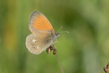 Fototapeta premium Coenonympha glycerion - Chestnut Heath sitting on a grass blade. Beautiful butterfly on green background.