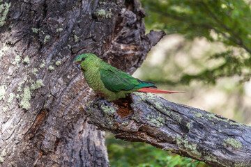 Nice view of the beautiful, wild Parrot on Patagonian soil.