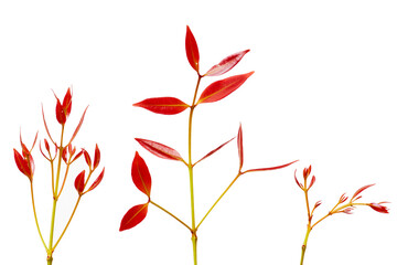 red leaves isolated on white