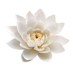 toy, angel, christmas, doll, child, figurine, baby, woman, dress, decoration, wings, figure, hat, art, love, isolated, holiday, beauty, smile, object
heart, love, valentine, symbol, pink, romance, day