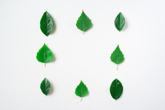 green leaves square frame banner top view isolated on white background with copy space. flat lay
