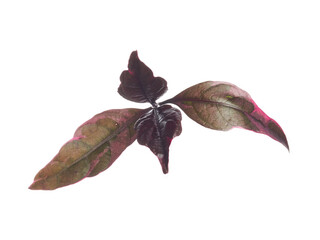 Obraz premium caricature plant leaves 