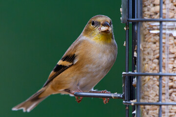 A beautiful male American Goldfinch (Spinus tristis), in non-breeding colors, perched on a backyard...