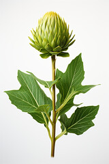 Artichoke. Portrait. Ideal for advertising or banner.