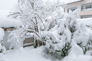 Tief verschneiter Garten im Winterm starker Schneefall, Schneebruch-Gefahr
