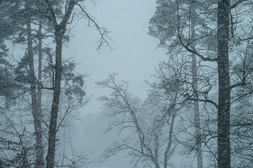 Severe blizzard in the forest. Heavy snowstorm in a mixed forest. Selective focus.