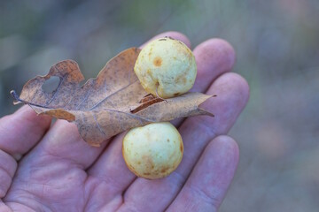 two yellow round insect cocoons on a brown dry oak leaf lie on the palm of a hand on the street