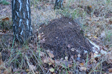 A large brown anthill on the sand under a birch in the forest