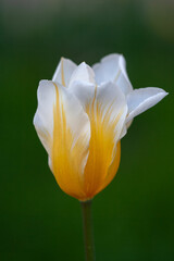 yellow tulip on a green background