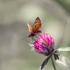 butterfly on thistle