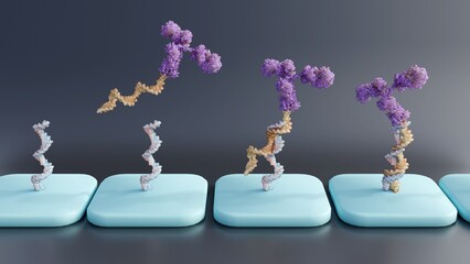 Antibody-oligonucleotide conjugates  or AOC use in antibody arrays; 3d rendering - obrazy, fototapety, plakaty