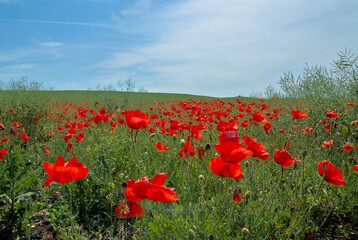 Spring wild poppy field