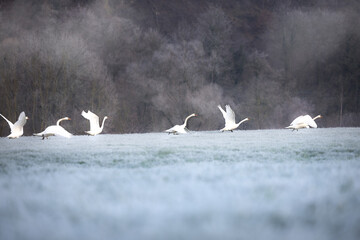 White swans fly over  frozen grass, forest in the background in Germany	