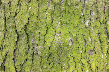 Bark