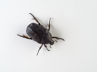 black beetle on a white background. Genus Protaetia