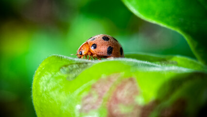 ladybug on green leaf