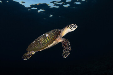Hawksbill sea turtle is swimming in the open sea. Underwater world of Bali, Indonesia.
