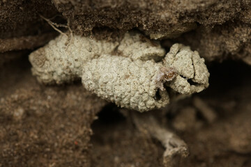 Closeup on remnants of an unearthed otherwise underground Clarke's mining bee,Andrena clarkella , nest cocoons