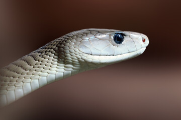 The black mamba (Dendroaspis polylepis) , portrait with brown background. Portrait of a very...