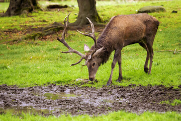 Naklejka na ściany i meble The red deer (Cervus elaphus), trumpeting deer in the nature reserve. Big deer on the grass in the park.