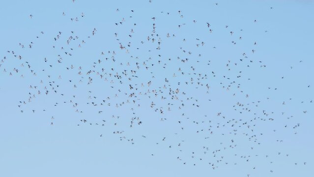 Flock of Swifts Flies High in Blue Clear Sky. Flock of Black Starling Birds Sturnus Vulgaris Flies in Sky, Gathering Various Figures in Sky. Migration Movement of Birds From Fly Warm Countries.