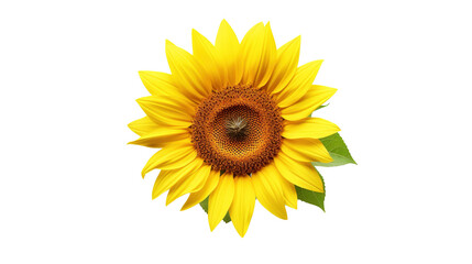 Obraz premium Sunflower isolated on transparent background, PNG image with background removed, Created with Generative Ai technology.