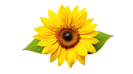 Obraz premium Sunflower isolated on transparent background, PNG image with background removed, Created with Generative Ai technology.