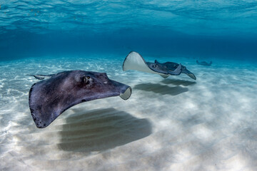 Stingray city