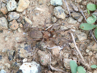 spider in its natural habitat. Genus Nomisia