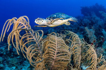Hawksbill turtle